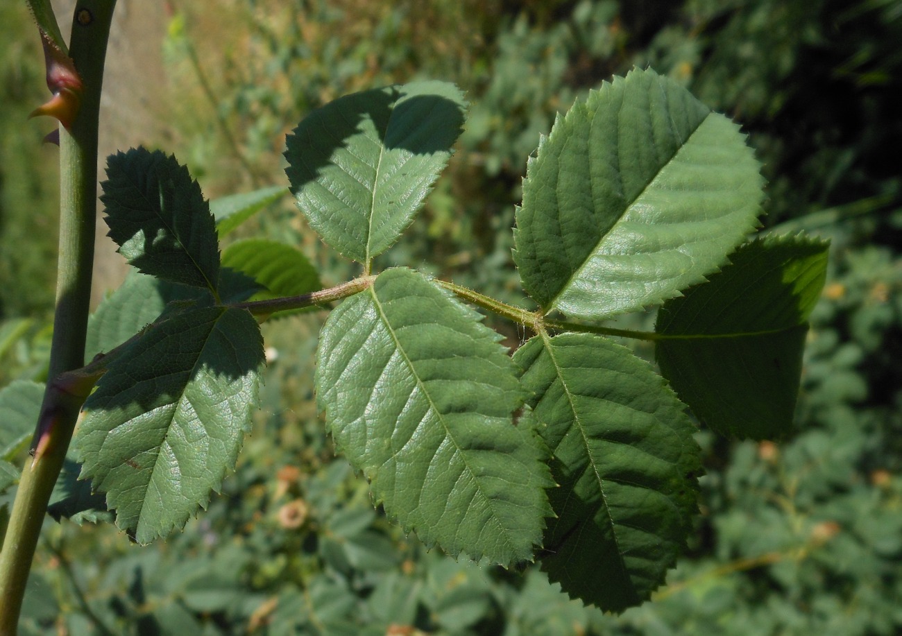 Rosa squarrosa / Rosa pustolosa